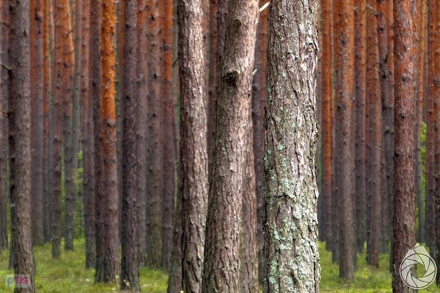 plantacje okolic jeziora