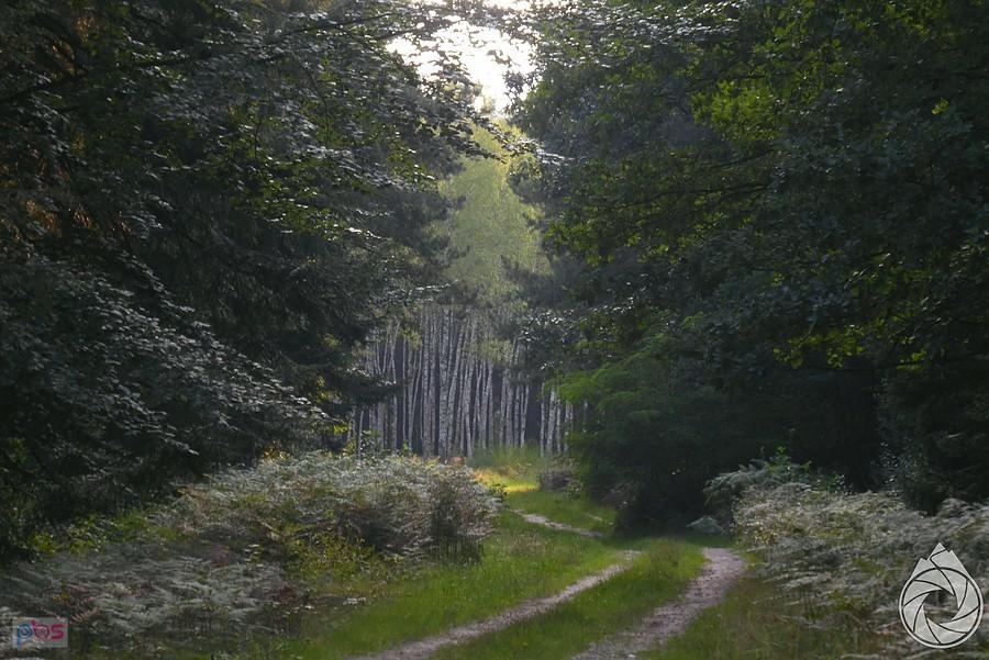 piaszczyste drogi leśne