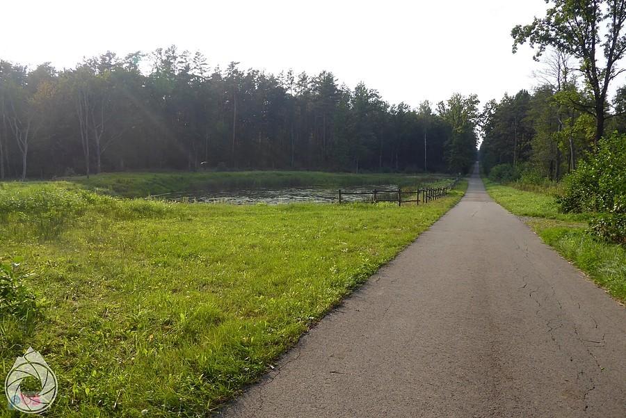 Grinwelówka przez lasy Podkarpacia