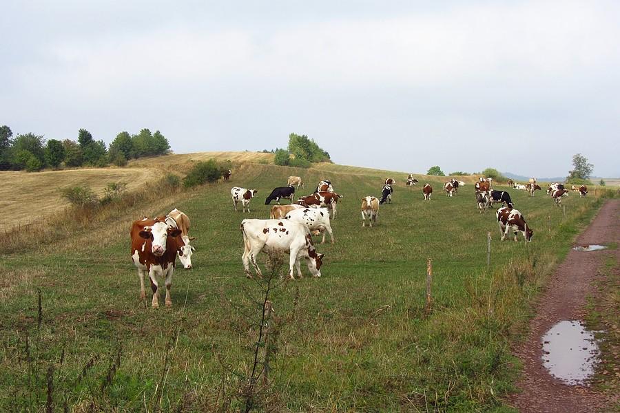 Pasące się krowy