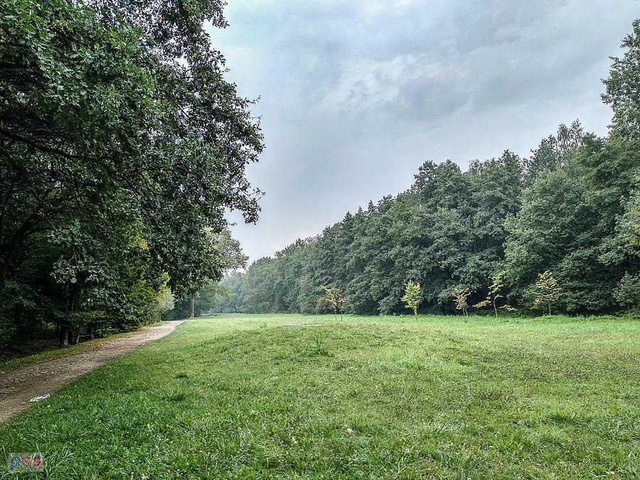 W lasku Makoszowskim