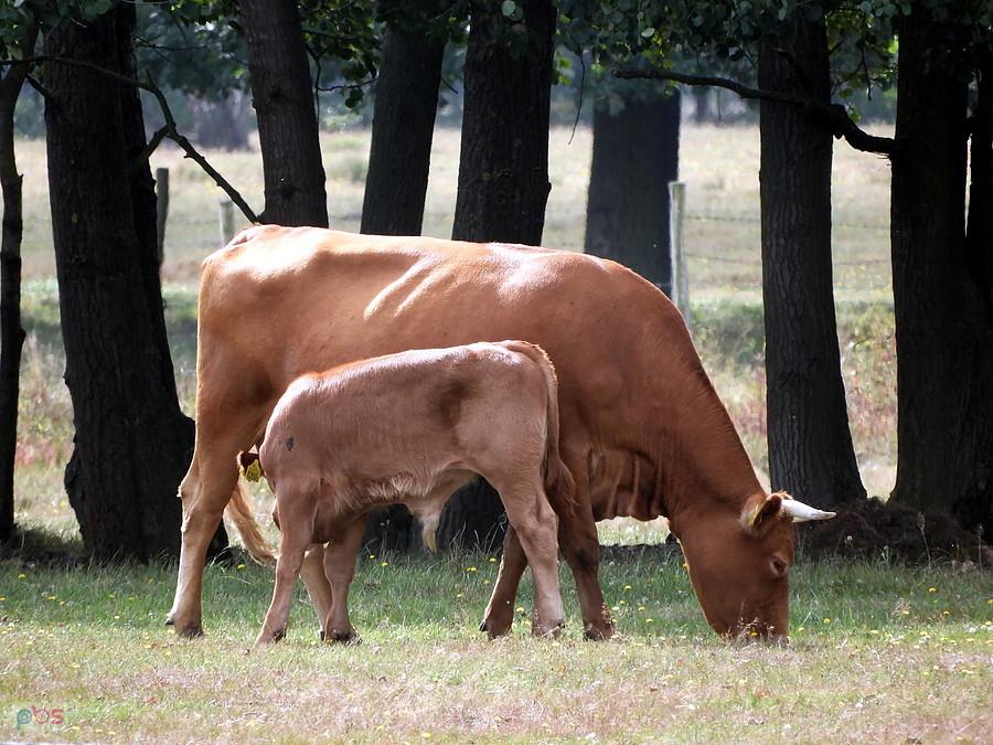 Na łącze pod Tatynią - rodzinna scenka.