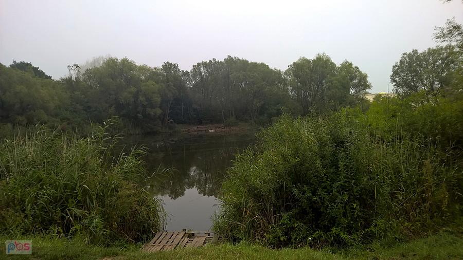 Jaworowy staw na Warszewie.
