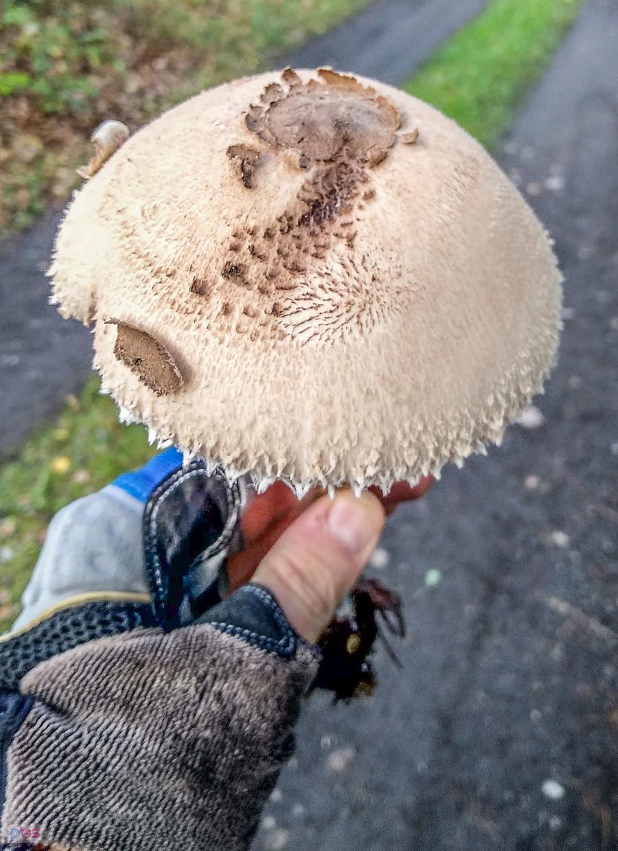 Niespodziewane spotkanie z kanią ;)