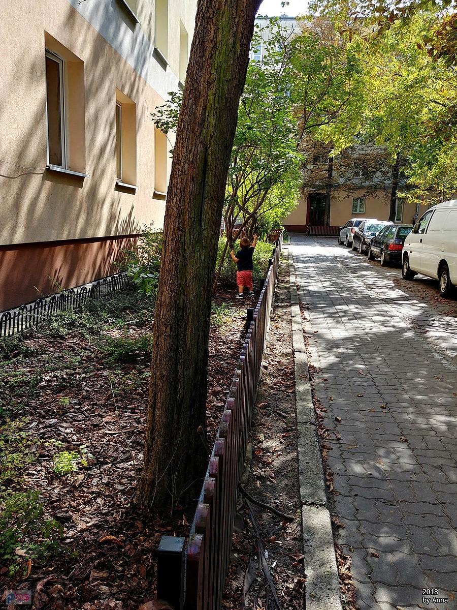 A Tymon zbiera...korę.