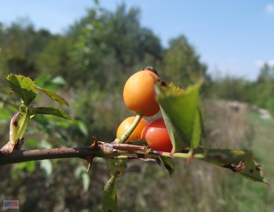 Jeżdżę w tempie ślimaka