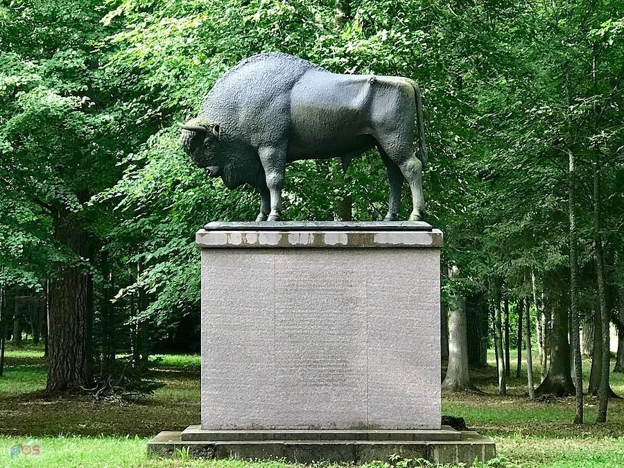 Żubr obowiązkowy