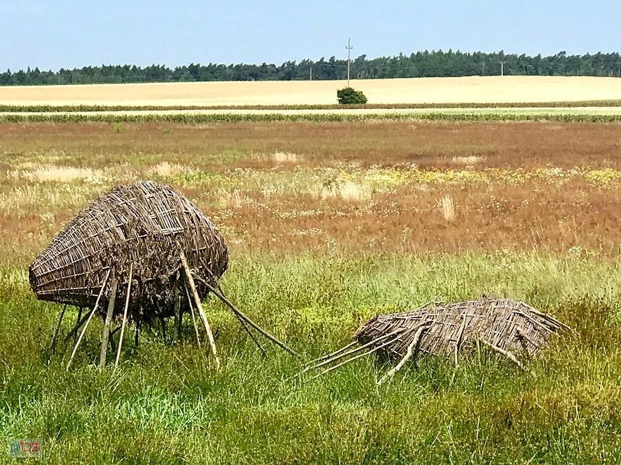 ciekawostka przyrodnicza