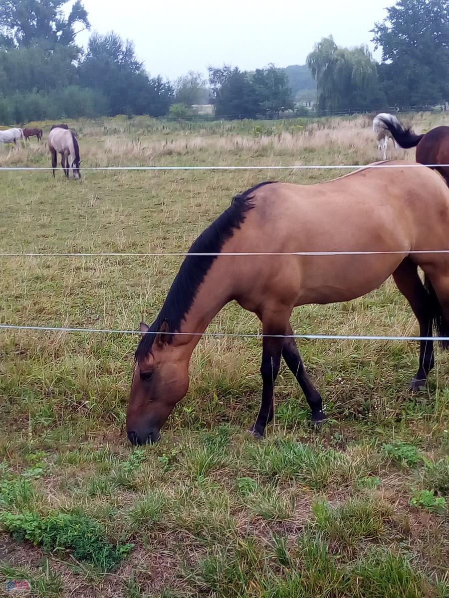 Konie w pensjonacie w Duchnicach