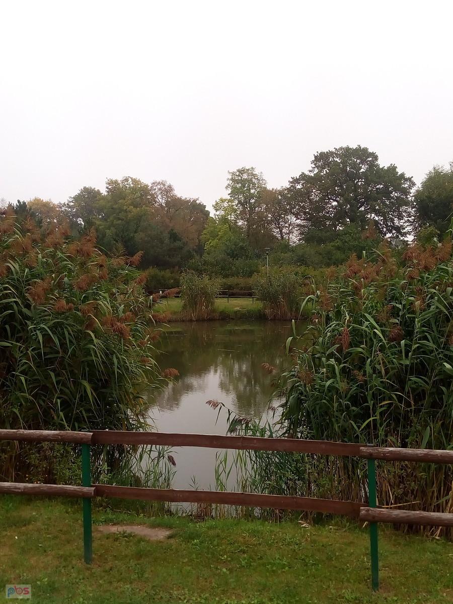 Staw w Borzęcinie