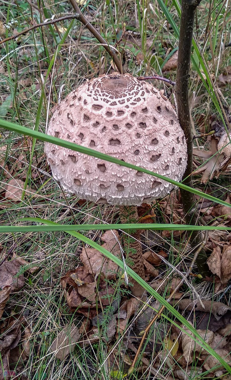 Pierwsza wieczorna kania