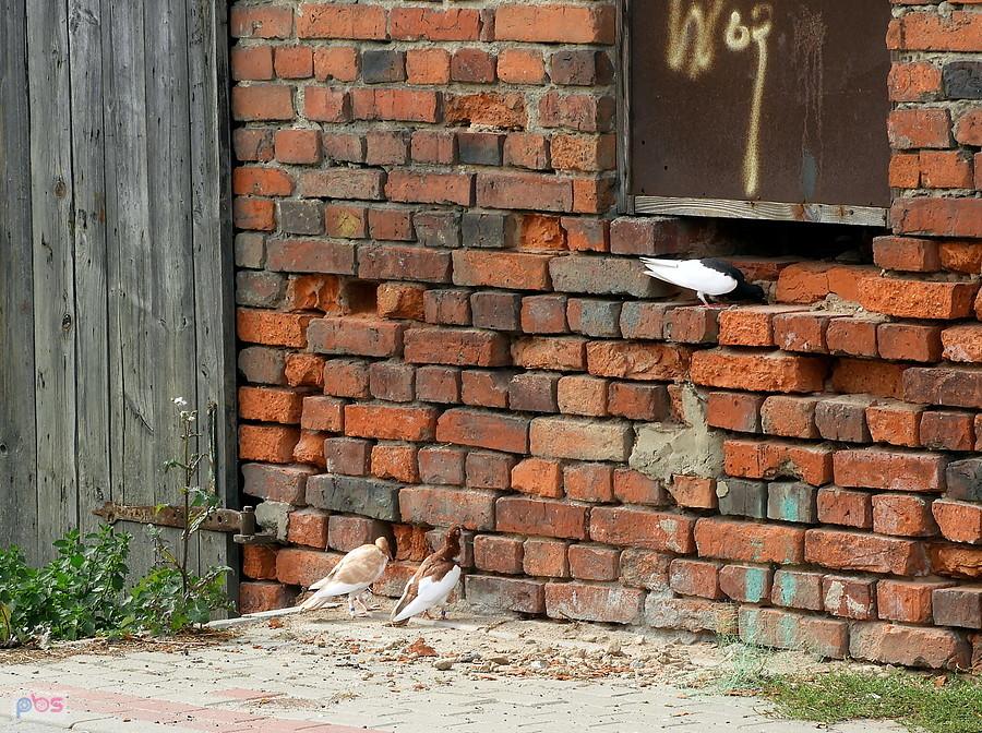Pod Warzymicami - gołębie na ulicy.