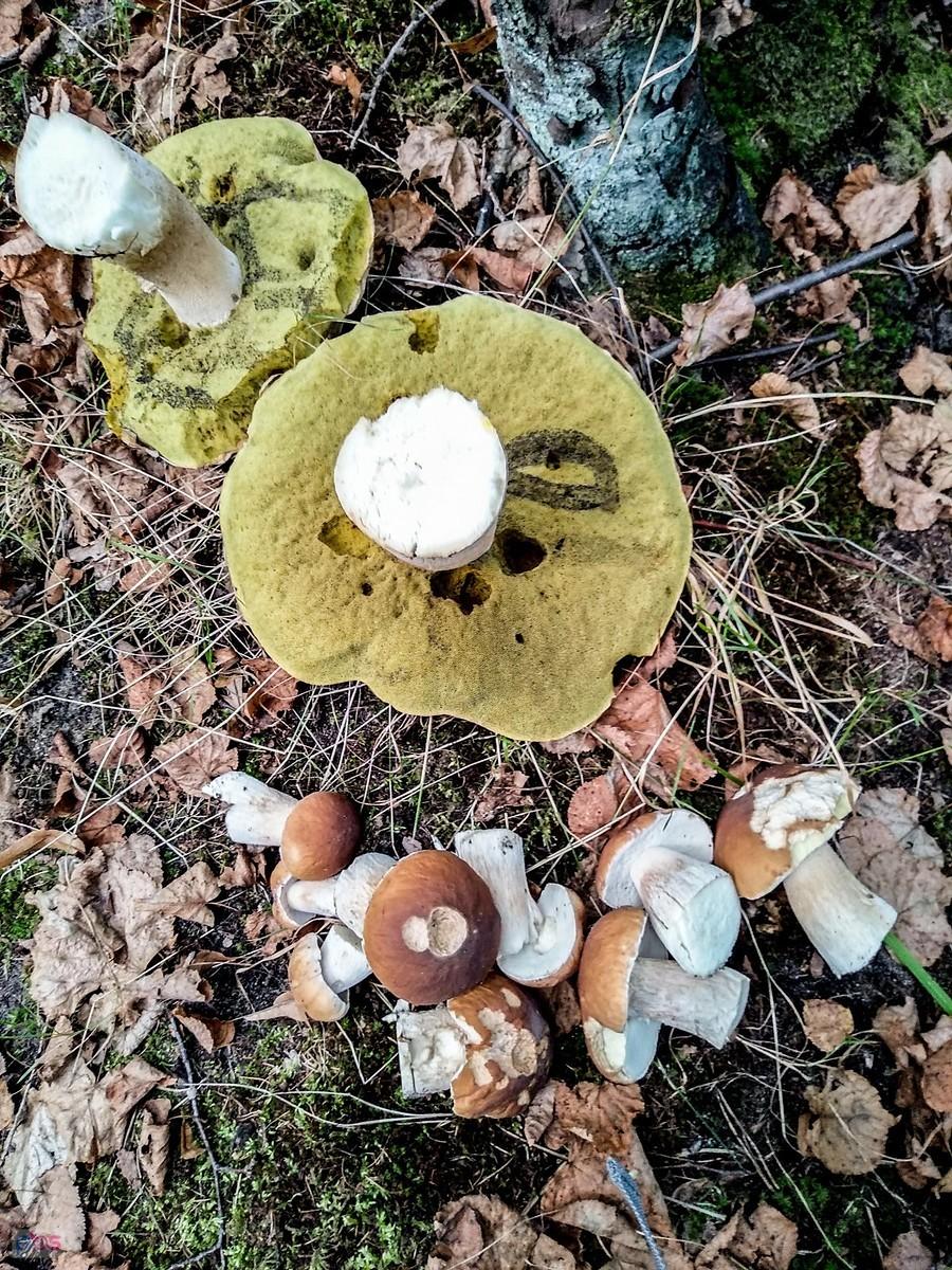 Reszta zbiorów, w sumie 5 minut w lesie ;)