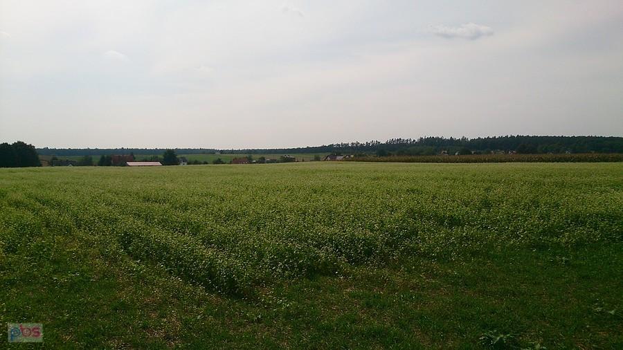 Pole gryki w Osmolicach
