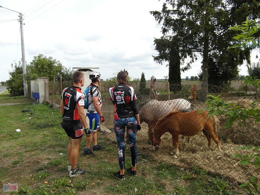 Rowerzyści rozmawiają z koniem za ogrodzeniem