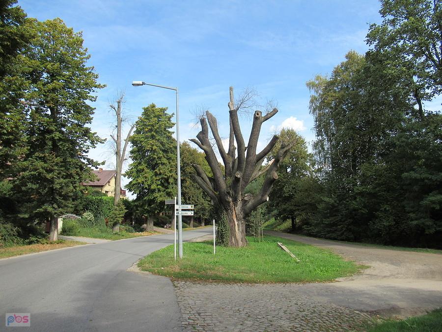Dąb Napoleoński