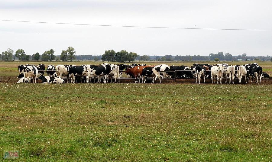 Skoro nie ma już bocianów, to niech będą krowy z Grunhof.