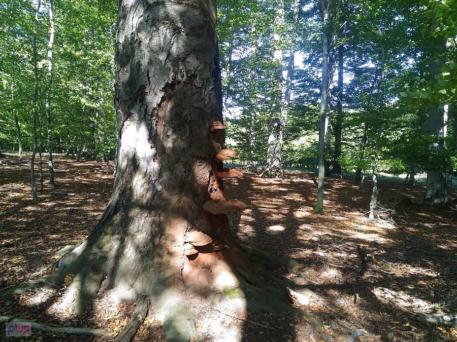 Idę pieszo skrajem lasu. Kawałek dalej jest pole, była ścieżka, ale jest zaorana.