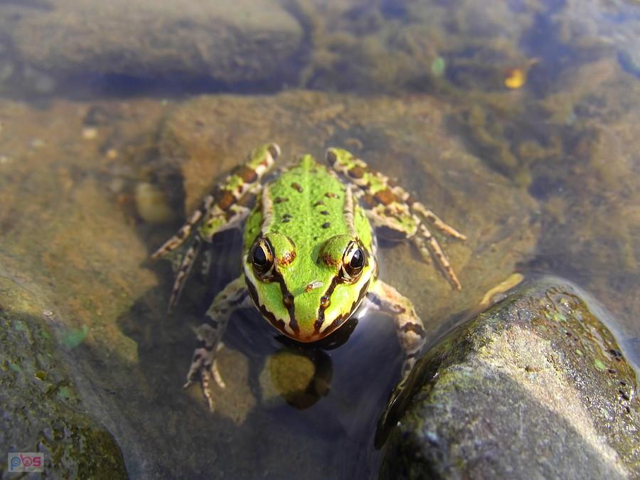 Źabka