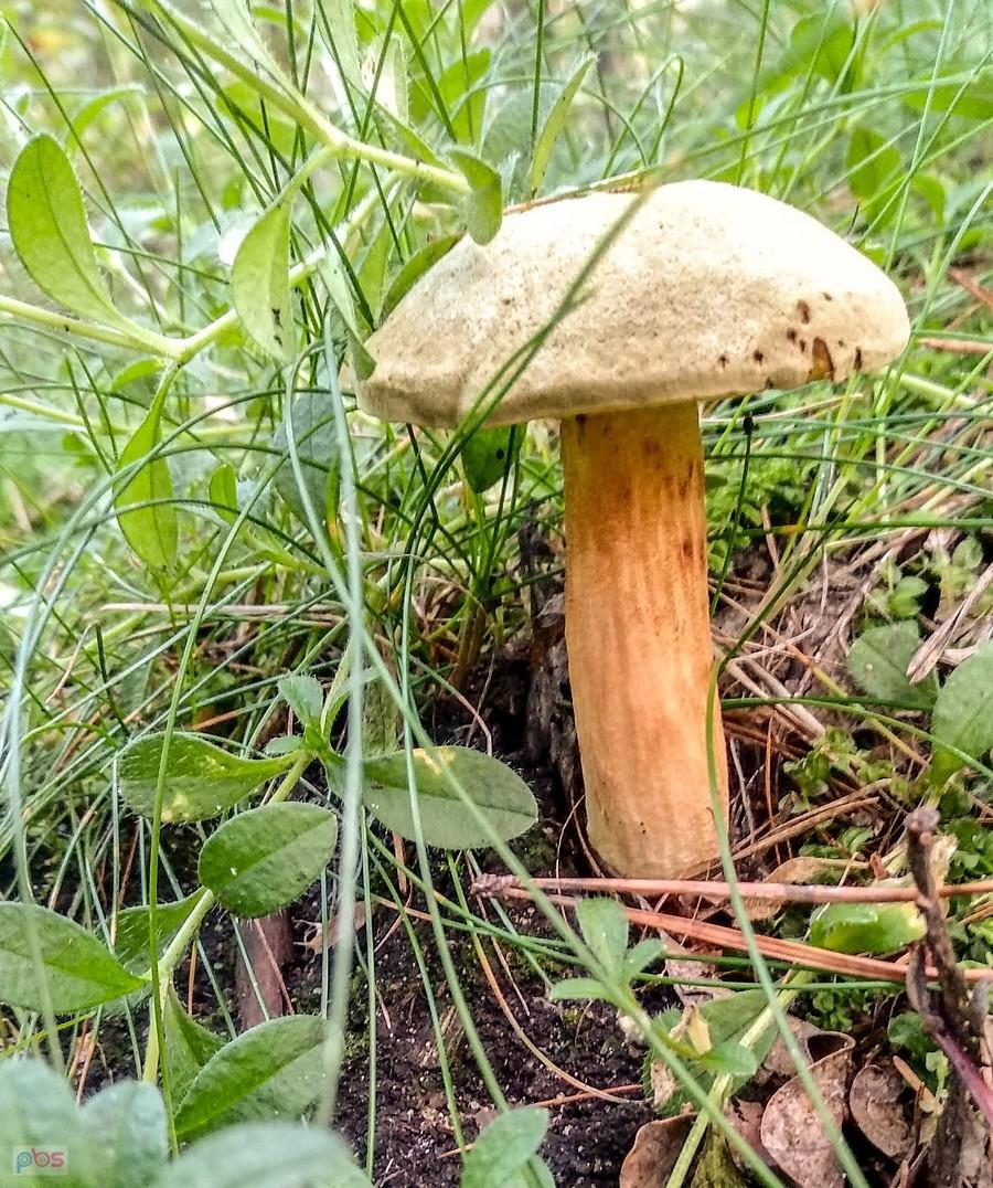 Szkoda, że był robaczywy
