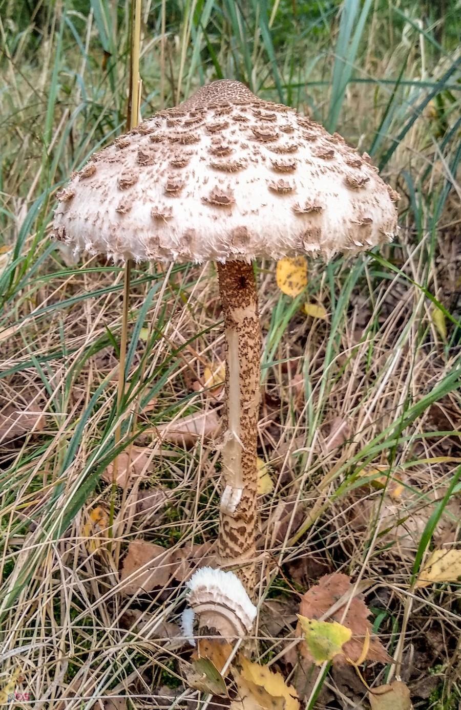 Będzie kolacja