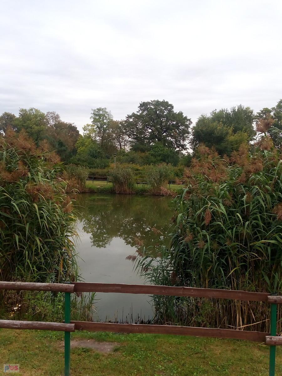 Staw w Borzęcinie
