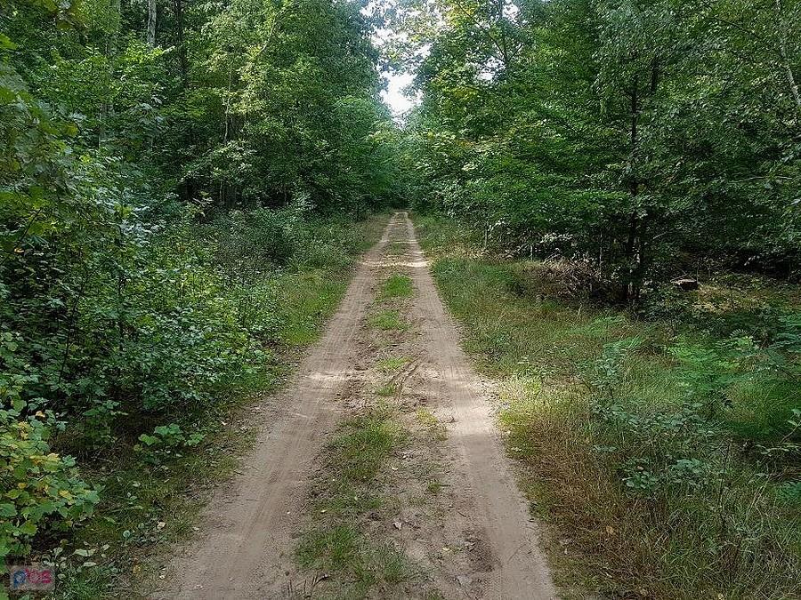 Leśna droga do Kijewa