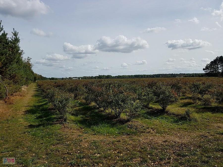Plantacja borówki w Wielichówku