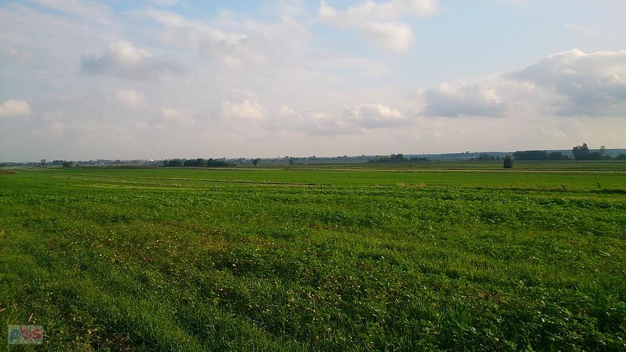 Zielone pola koło Bełżyc