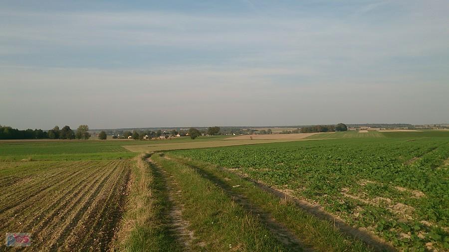 Polne dukty koło Osowy