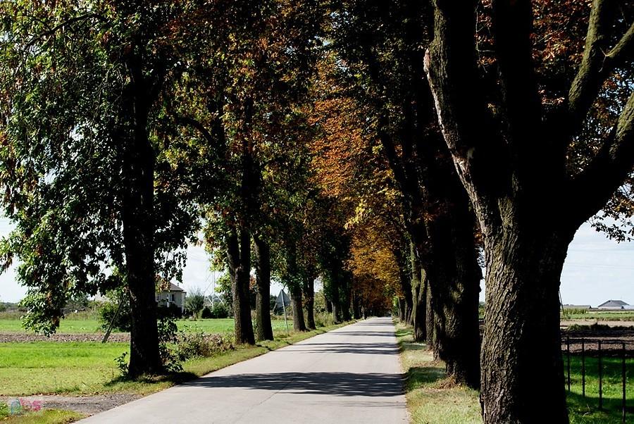 Kolorową aleją