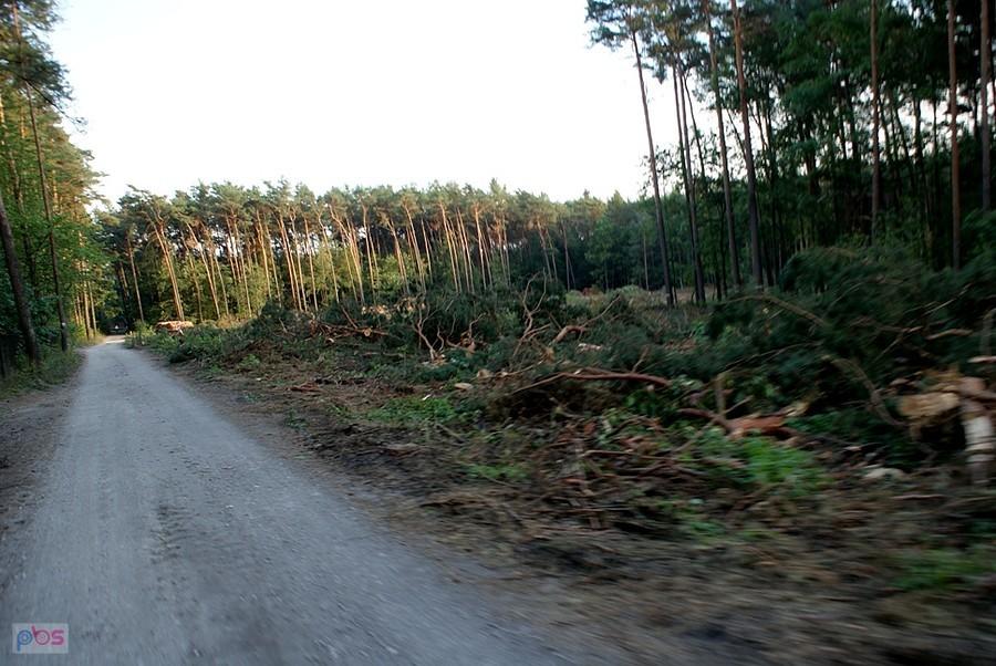 Wycięli trochę lasu :(