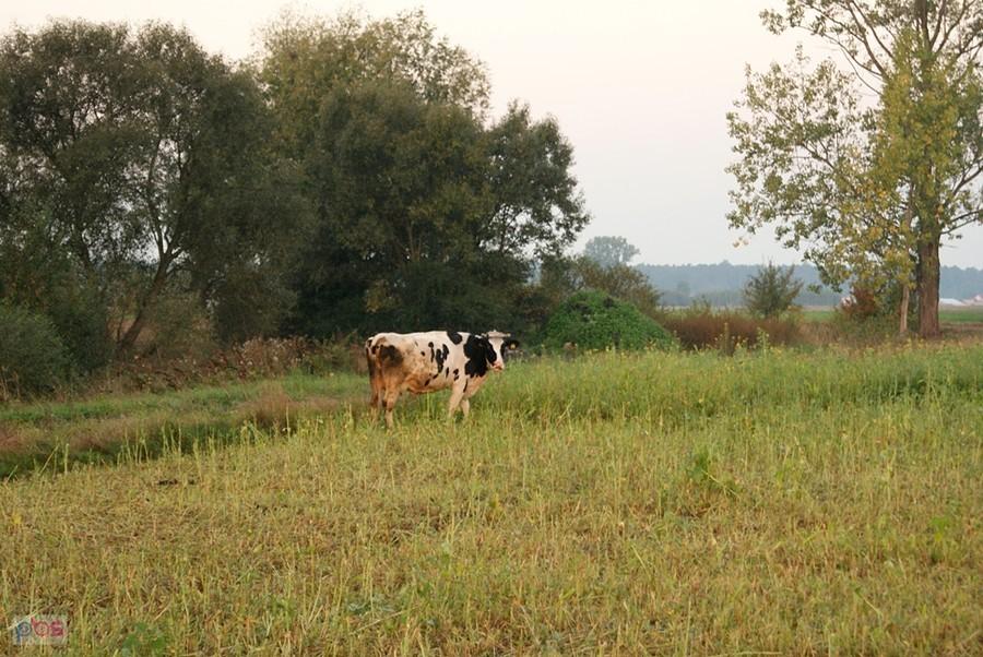 Zawowałam, a ona odwróciła głowę