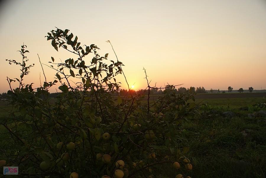 Z malutką jabłonką