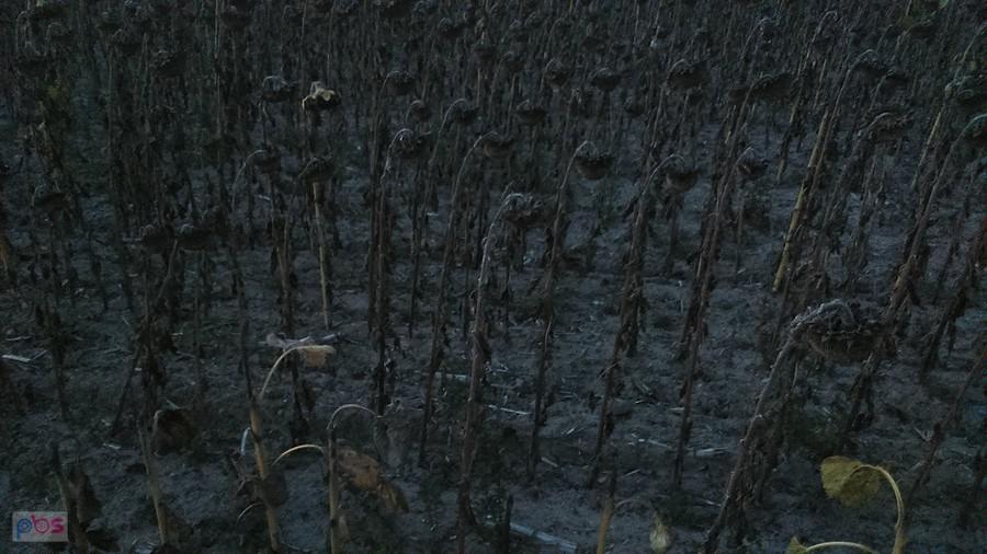 Gdyby się kto pytał to tak wygląda pole słoneczników o zmierzchu.