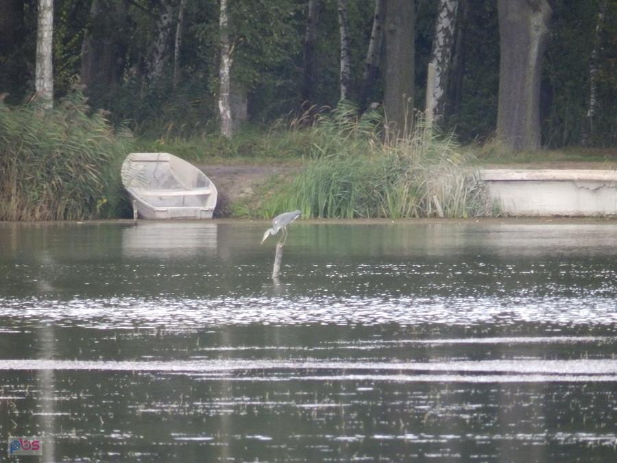 Czapla siwa na słupku