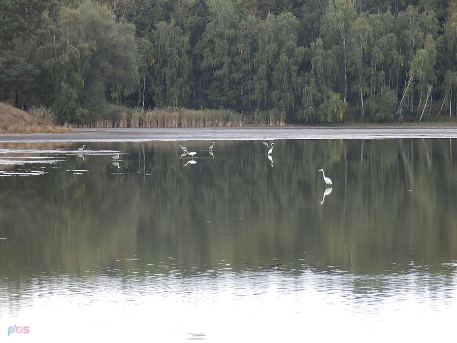 Stadko czapli