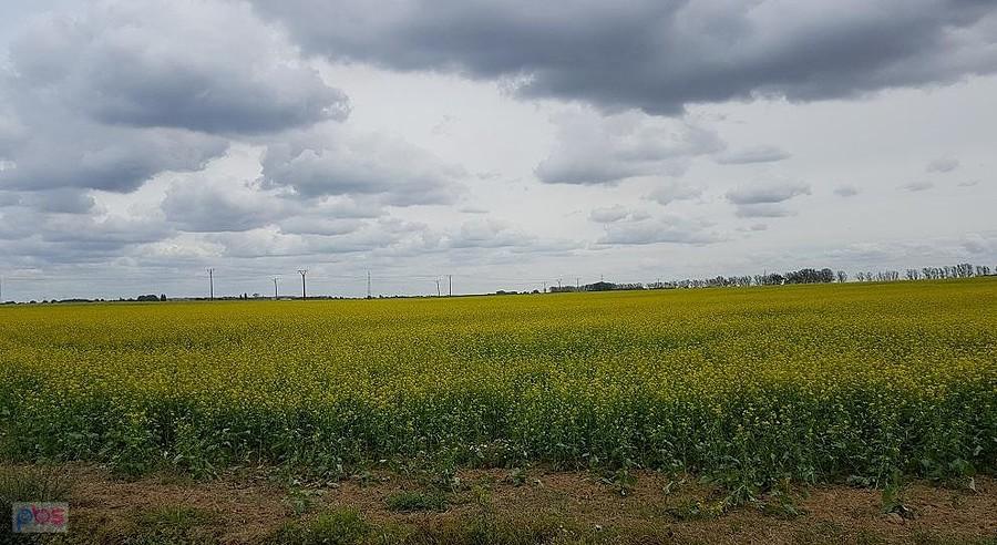 Gorczyca biała (Sinapis alba) w okolicy Giżynka