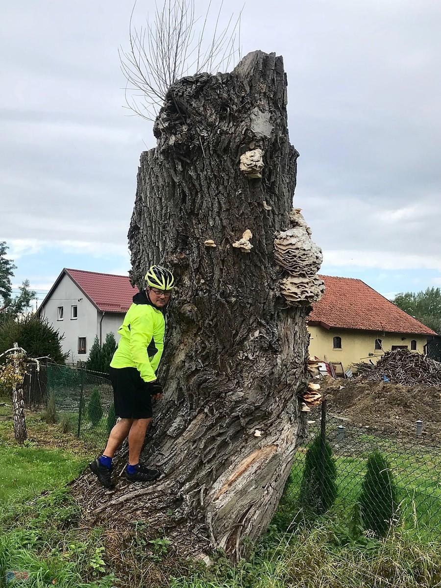 takie drzewo na trasie