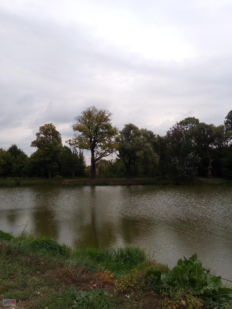 Staw w Ołtarzewie