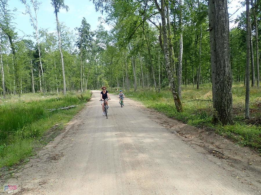 Puszcza Białowieska