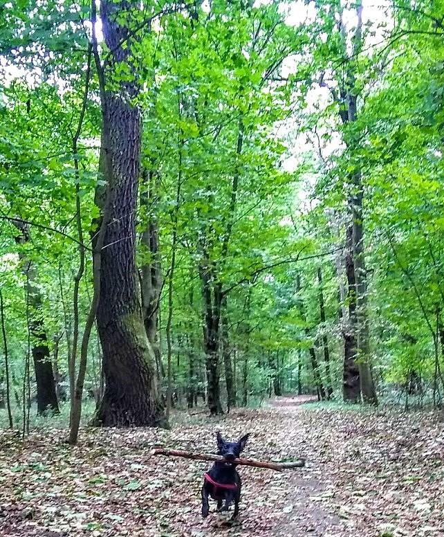 Żebry wysłuchane :)