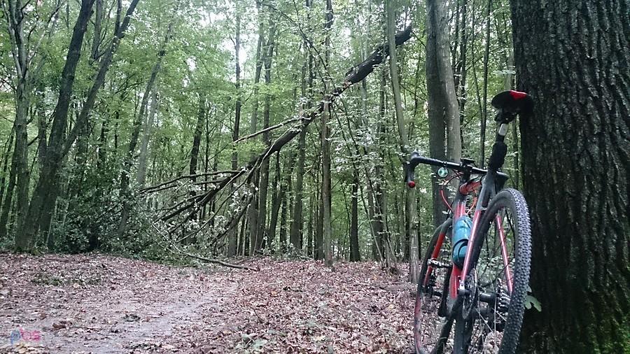 Złamane drzewo w lesie