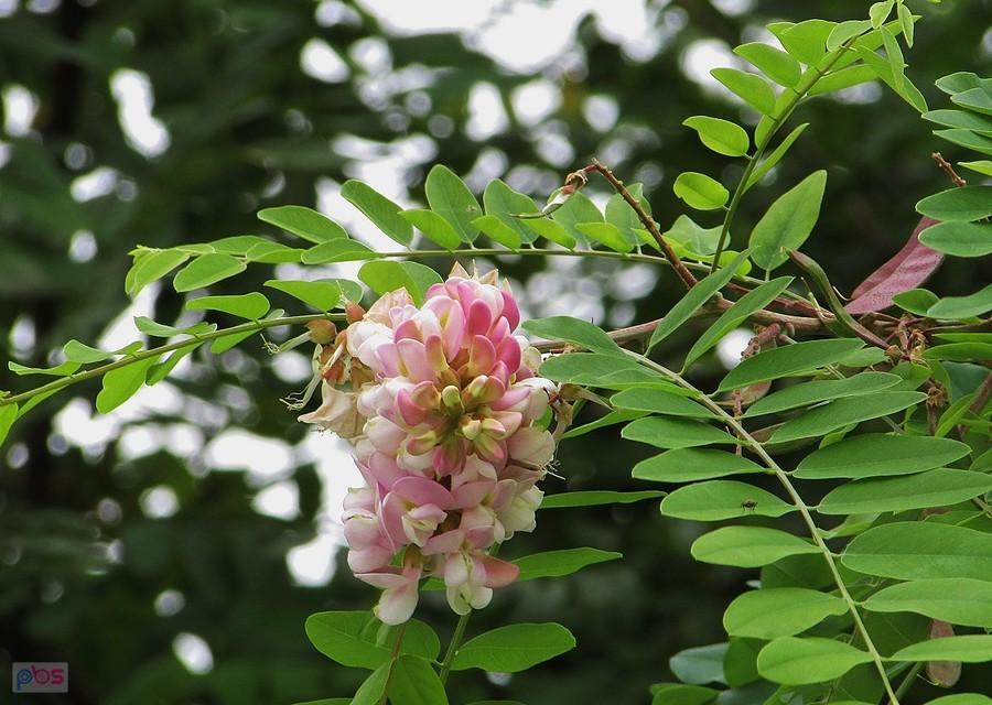 Na Ursynowie kwitnie w najlepsze robinia
