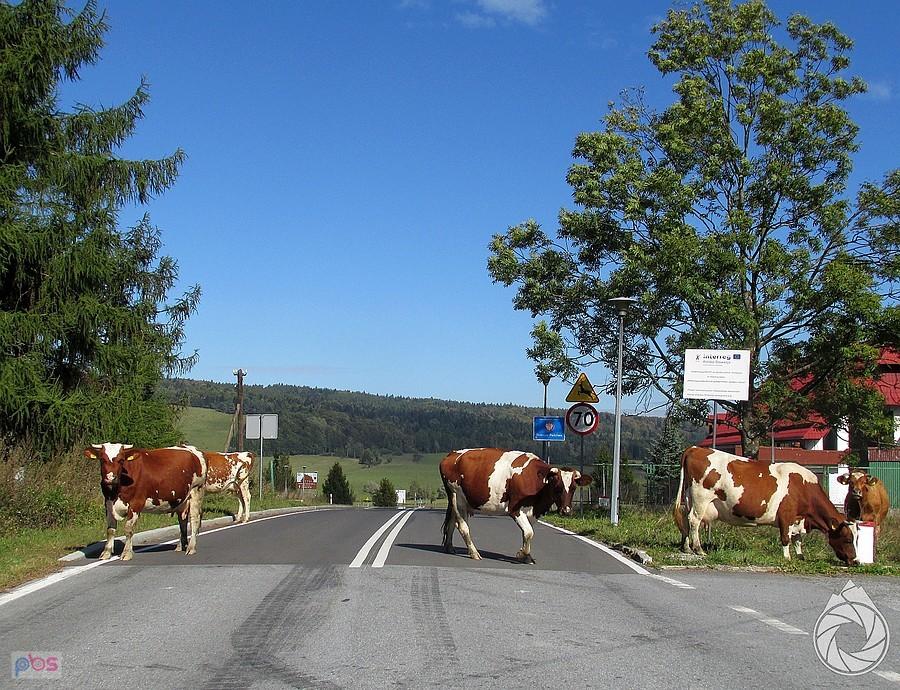 przejście graniczne (clo) jak zawsze klimatyczne