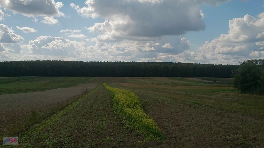 Las gdzieś koło Borzechowa
