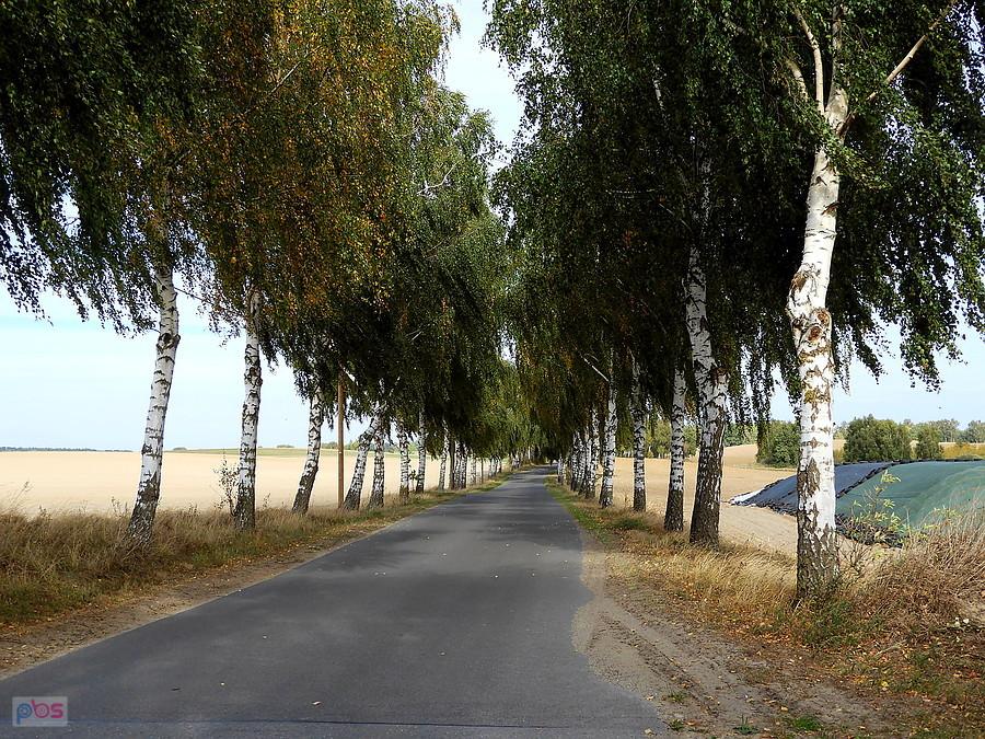 Aleja brzozowa na trasie Bismark - Blankensee.