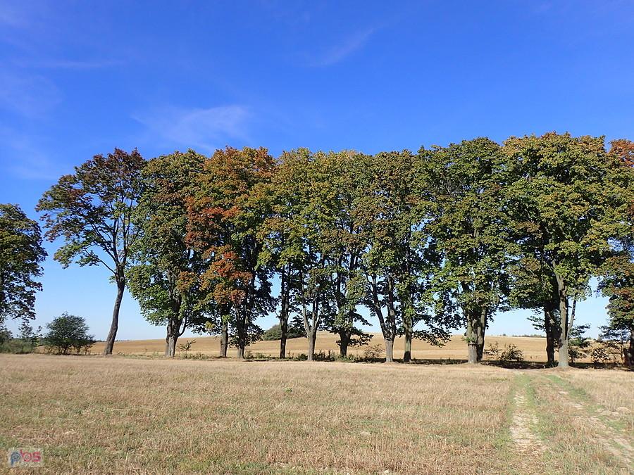 Aleja Klonowa