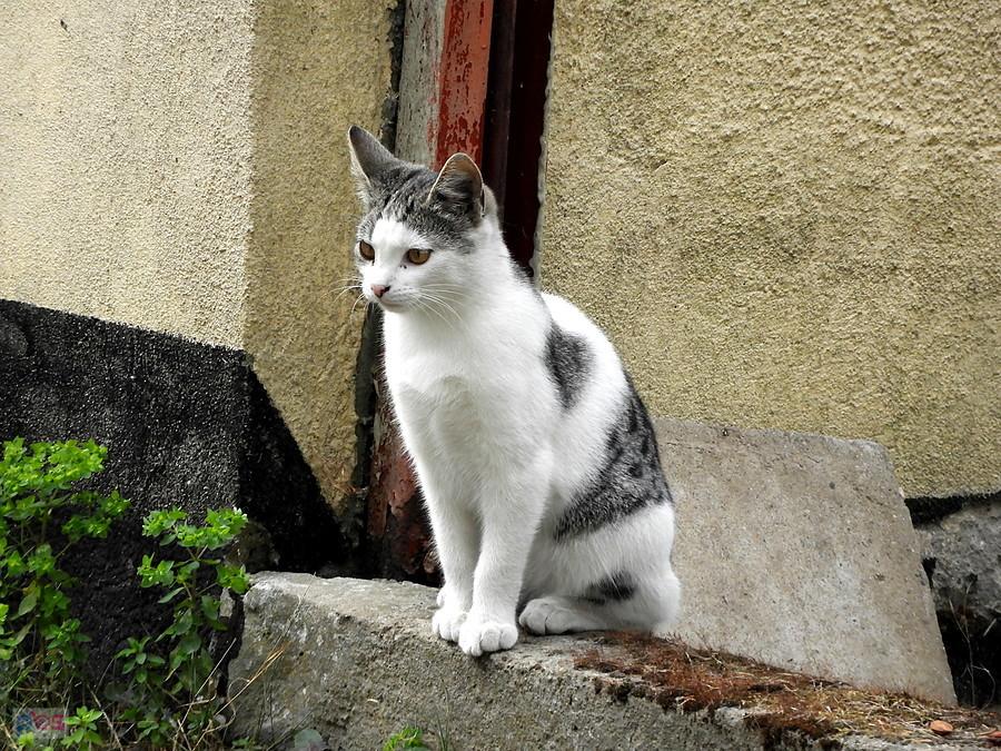 Kotek z Pomellen.