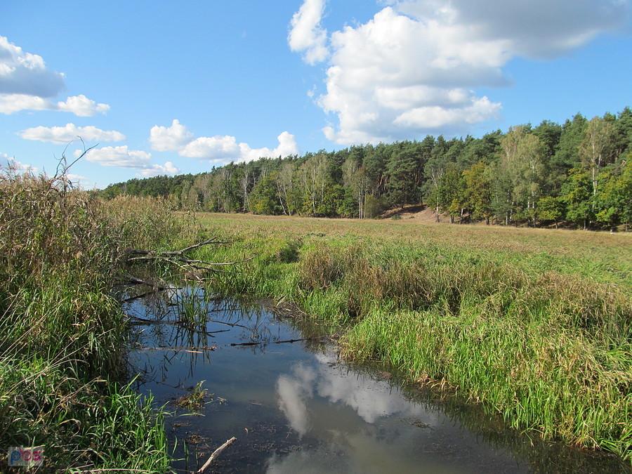 Puszcza Kampinoska